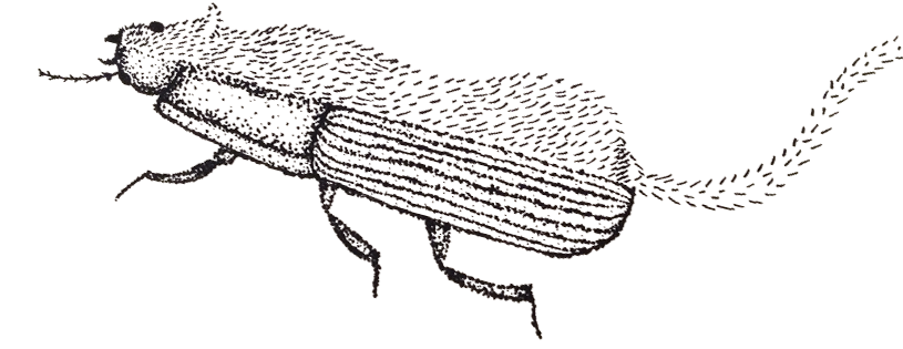 Ciska Swaak